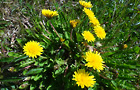 Japanese dandelion