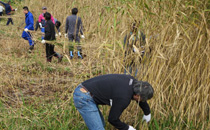 Cutting down reeds