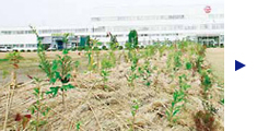 Heiwacho Plant, Japan Planted November 2009