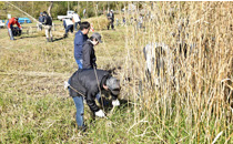 Cutting down reeds