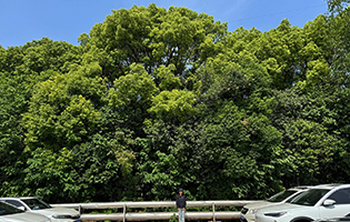 TGZH/Zhiangjiagang TG (China) 2025