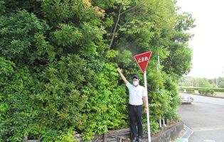 Morimachi Plant 2024