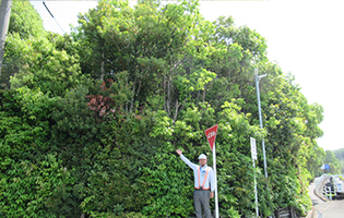 Morimachi Plant 2025