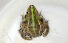 Nagoya Dharma pond frog