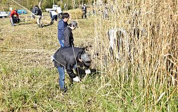 Cutting overgrown reeds