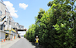Bisai Plant2024