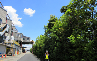 Bisai Plant 2024