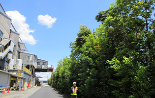Bisai Plant 2025