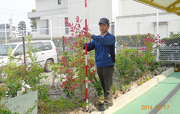 Haruhi Plant 2014