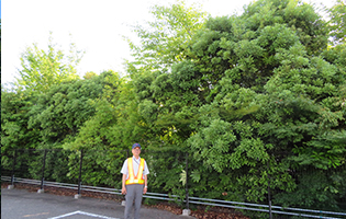 Haruhi Plant 2024