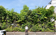 Haruhi Plant2026
