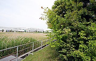 Heiwacho Plant 2013