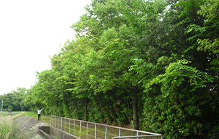 Heiwacho Plant 2023