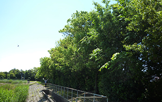Heiwacho Plant 2024