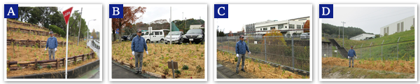 Morimachi Plant　2014