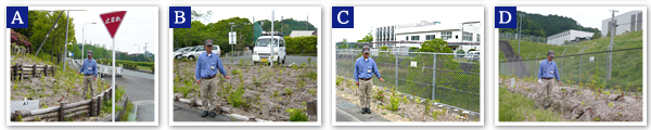 Morimachi Plant　2015