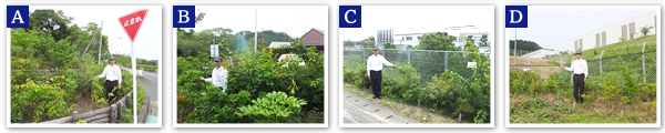 Morimachi Plant　2016