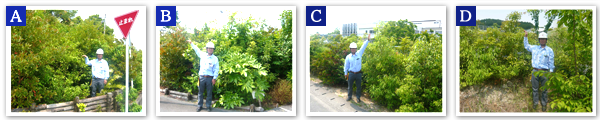 Morimachi Plant　2017