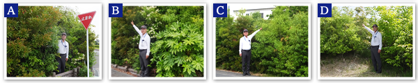 Morimachi Plant　2018
