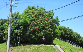 Miyoshi Distribution Center 2026
