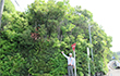 Morimachi Plant2025