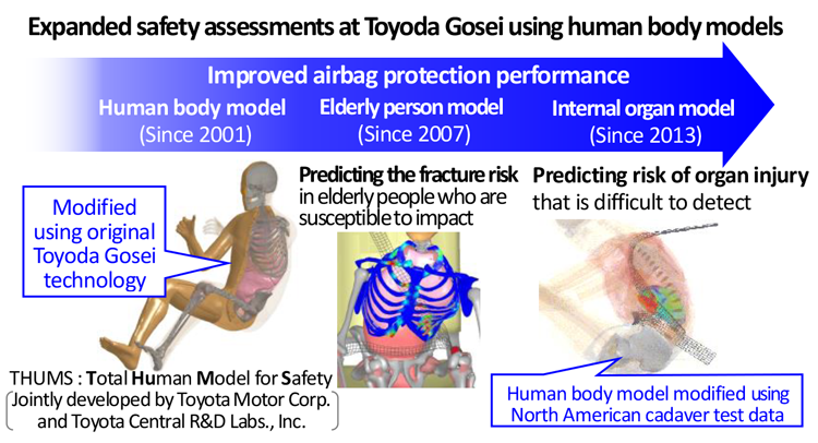 Expanded safety assessments at Toyoda Gosei using human body models